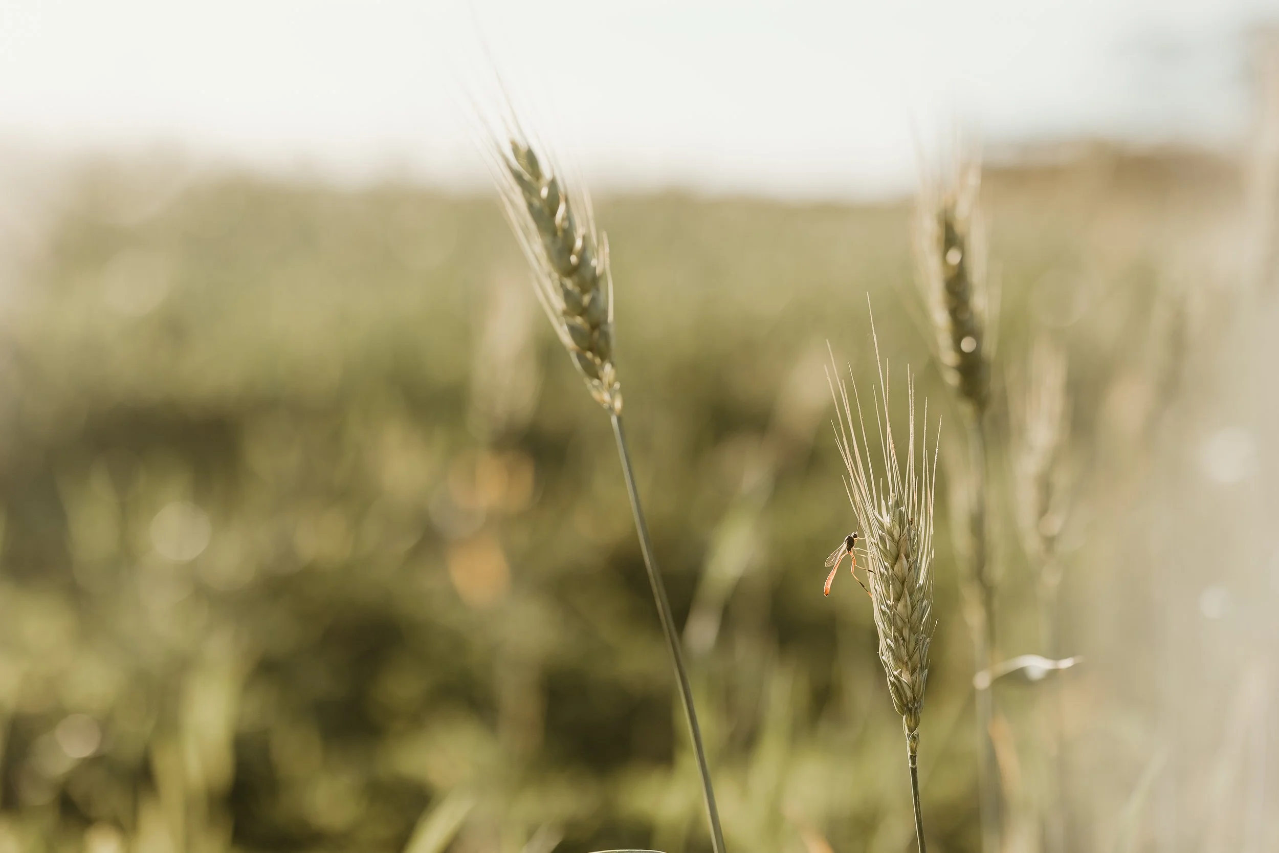 Child photography rural cropping golden hour photoshoot Eyre Peninsula South Australia Minnipa Down to Earth photography by Roanne Scholz