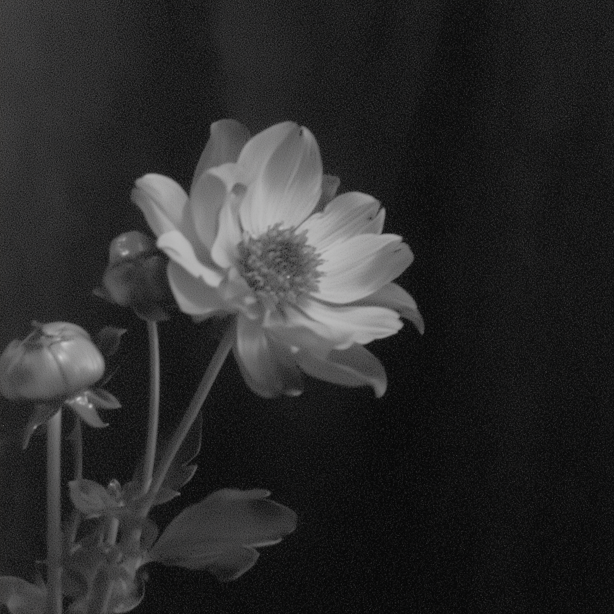 Black and white photograph of a flowering plant with a large bloom and several buds, set against a dark background.