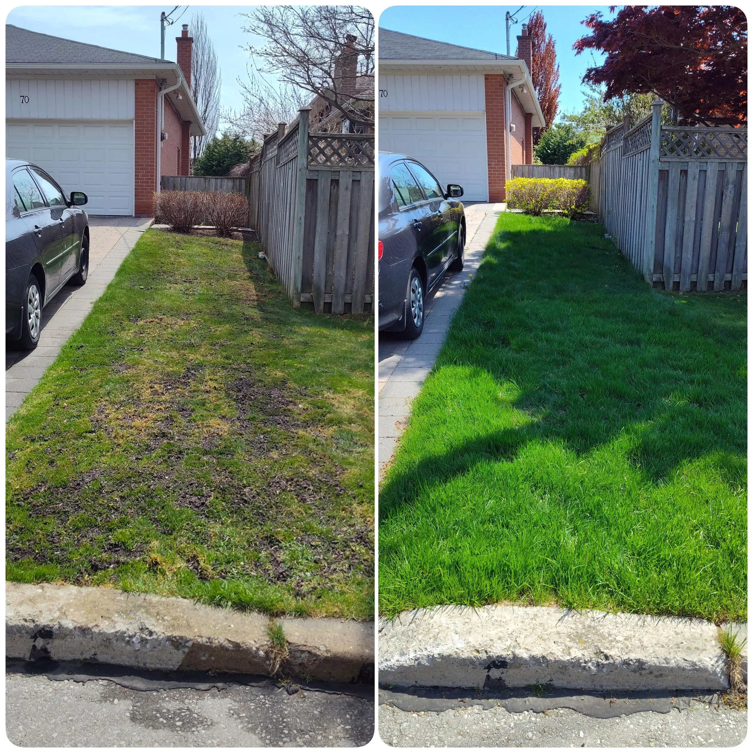 Comparison of a driveway and lawn before and after a lawn renovation, showing improved grass growth and tidiness in the after image.