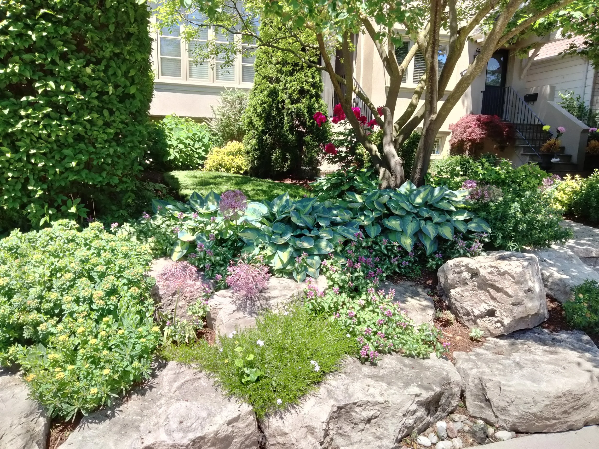 Lush landscaped front yard with various green plants, hostas, aliums, bulbs, flowers, and river rocks