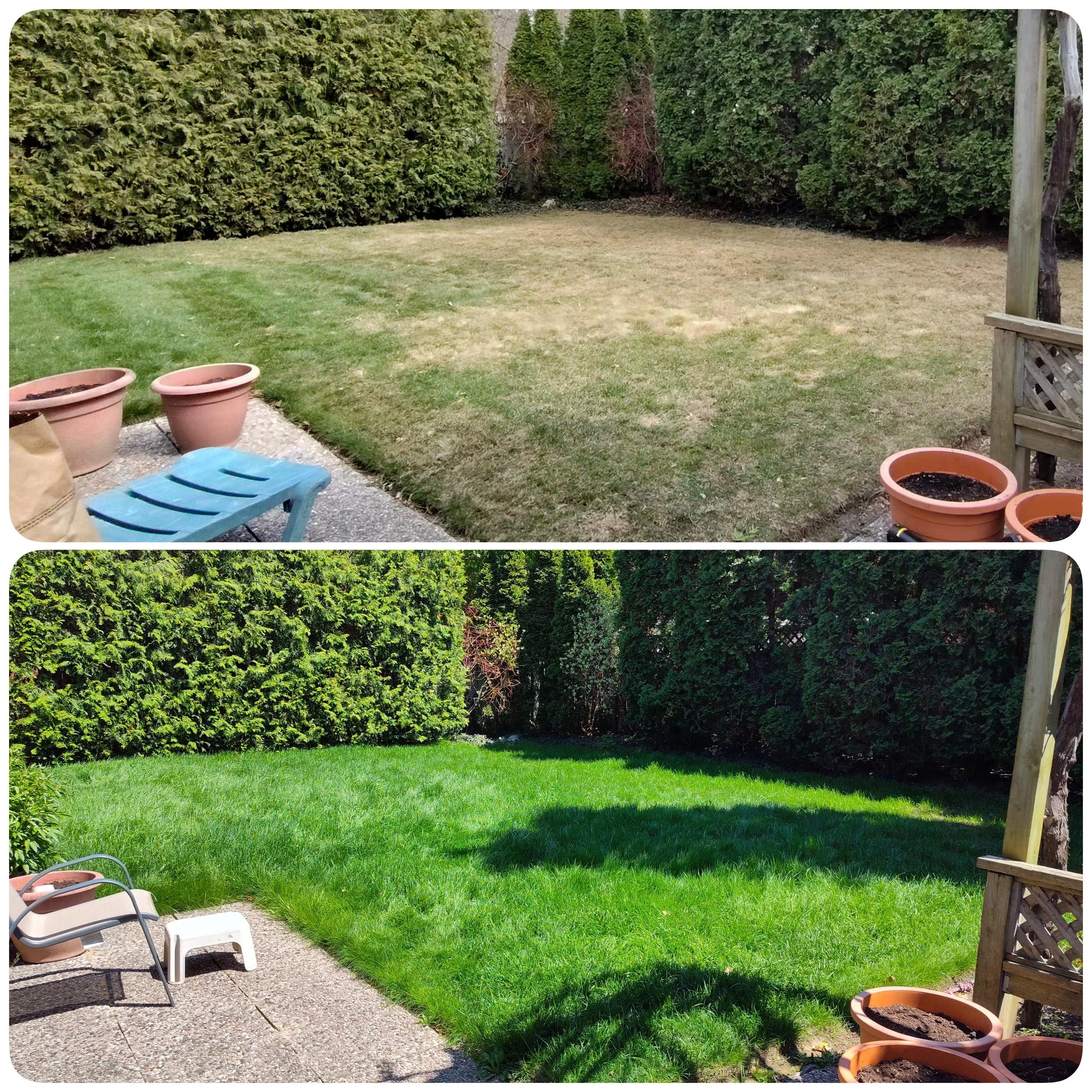 Before and after comparison of a backyard lawn repair. The Grass in a patchy, unkempt state, while the bottom image shows the grass evenly cut and lush. Top Dress and Overseed. Lawn Care.
