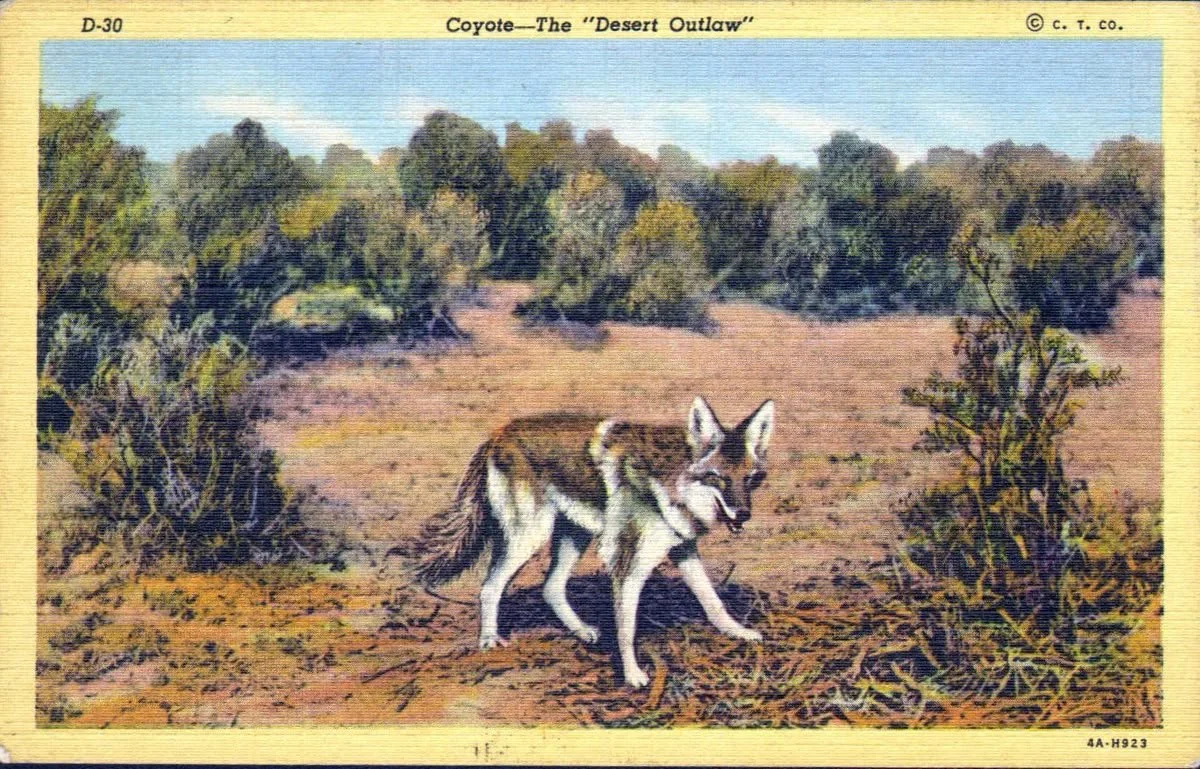 Coyote Spirit - Myths, Facts, Identity