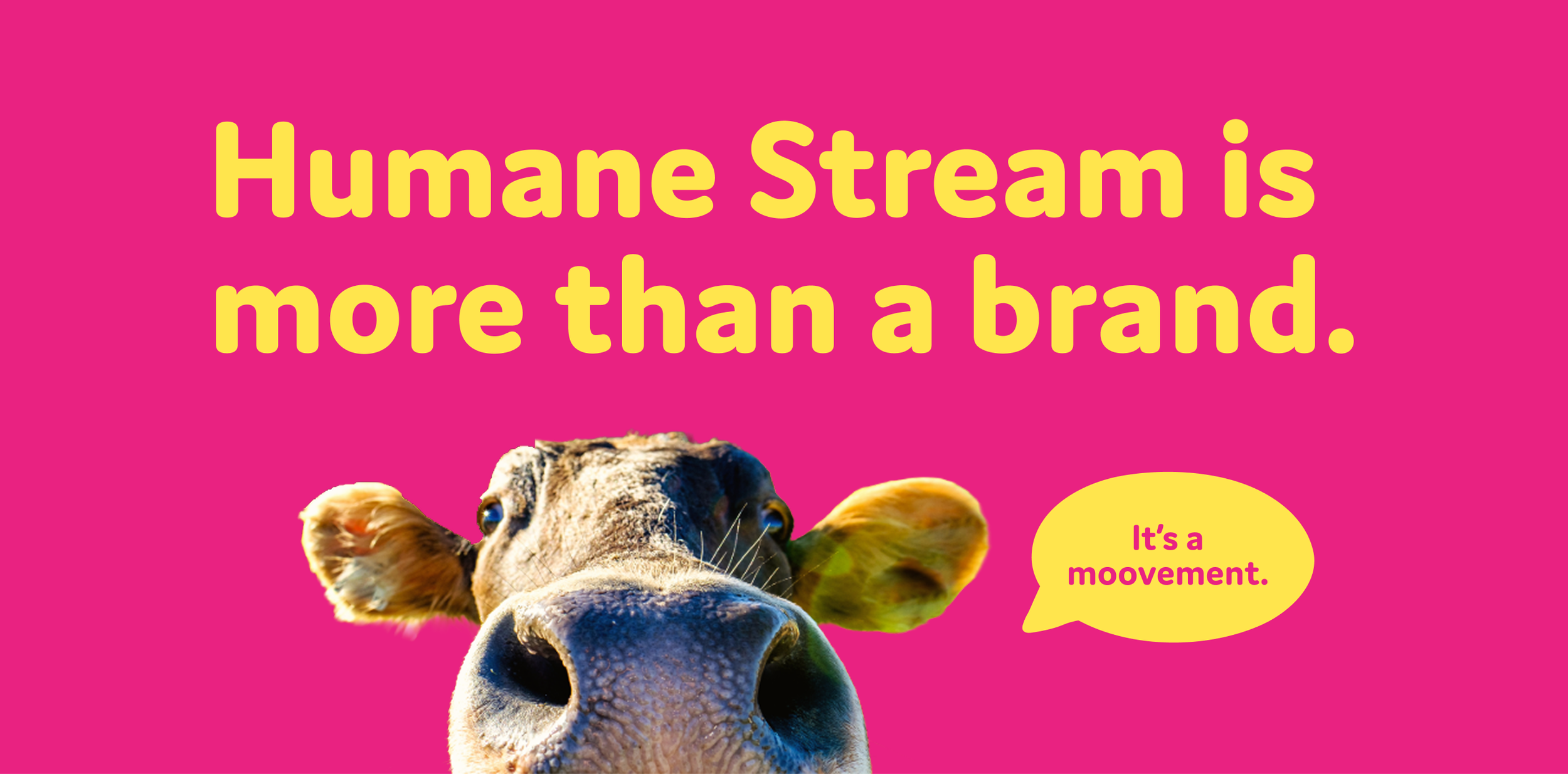 Close-up of a cow's face on a pink background with text that reads "Humane Stream is more than a brand." A yellow speech bubble from the cow says "It’s a moovement."
