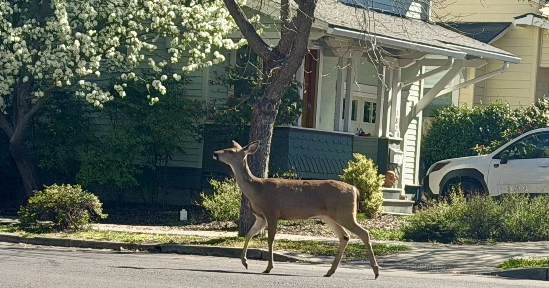 Image of a deer walking across a street in a neighborhood