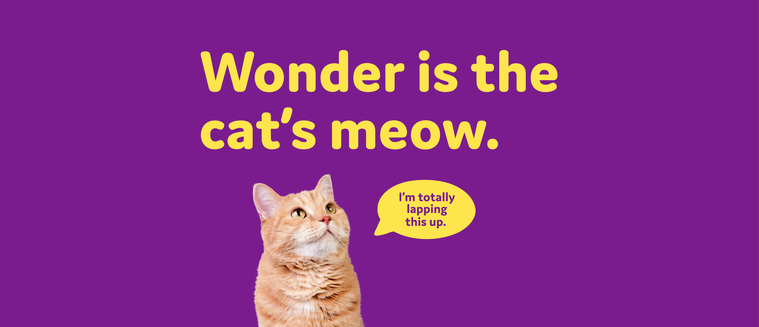 An orange tabby cat looking up at text that reads "Wonder is the cat's meow." A speech bubble next to the cat says "I'm totally lapping this up."