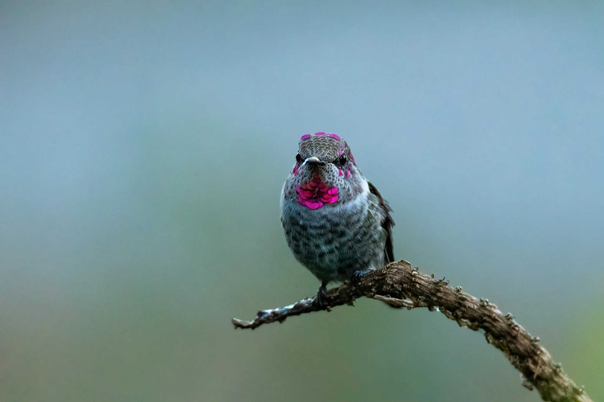 venard_hummingbird.jpg