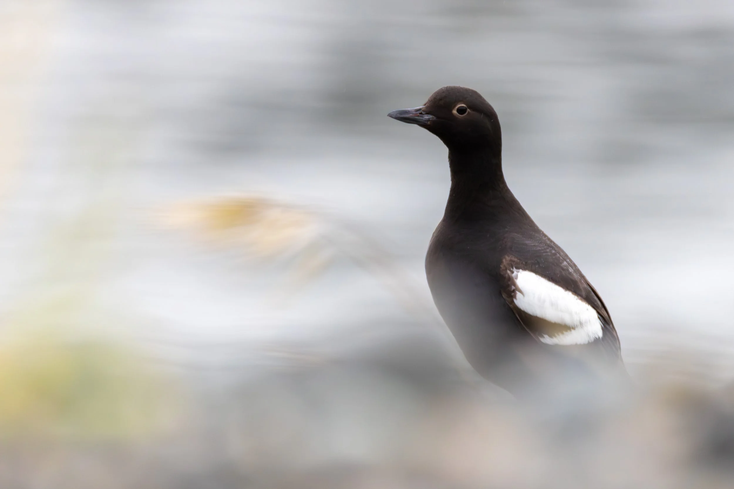 Guillemot.jpg