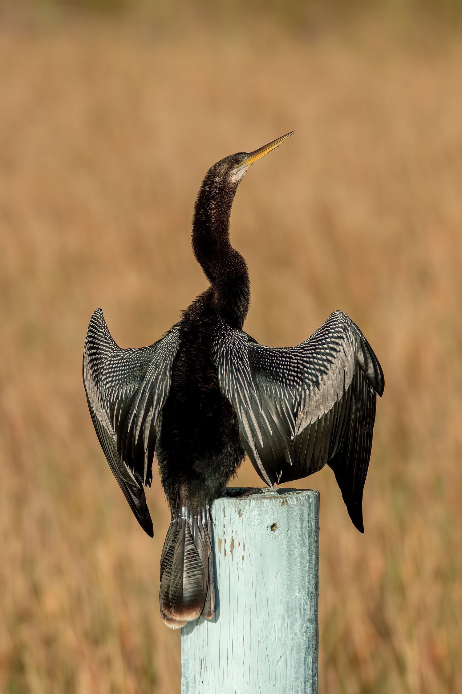 Anhinga.jpg