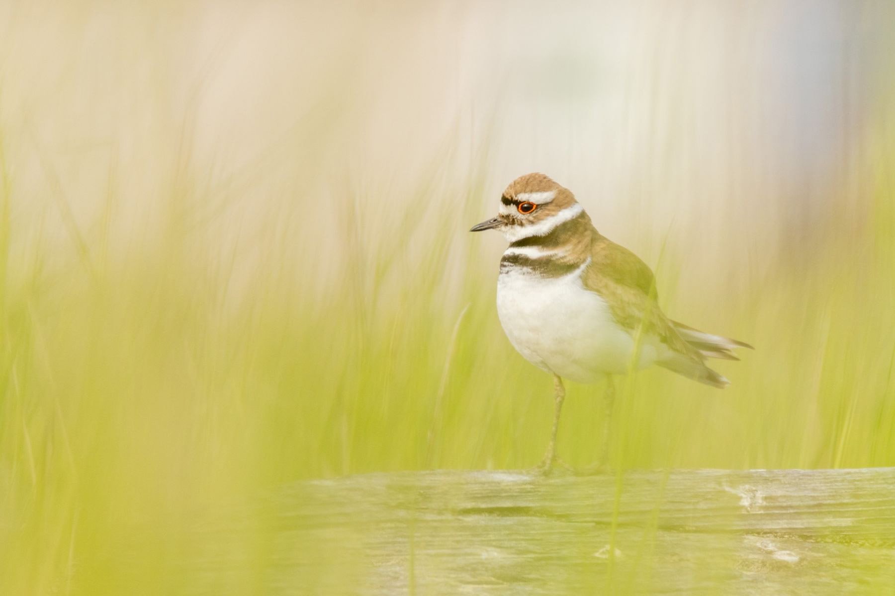killdeer.jpg