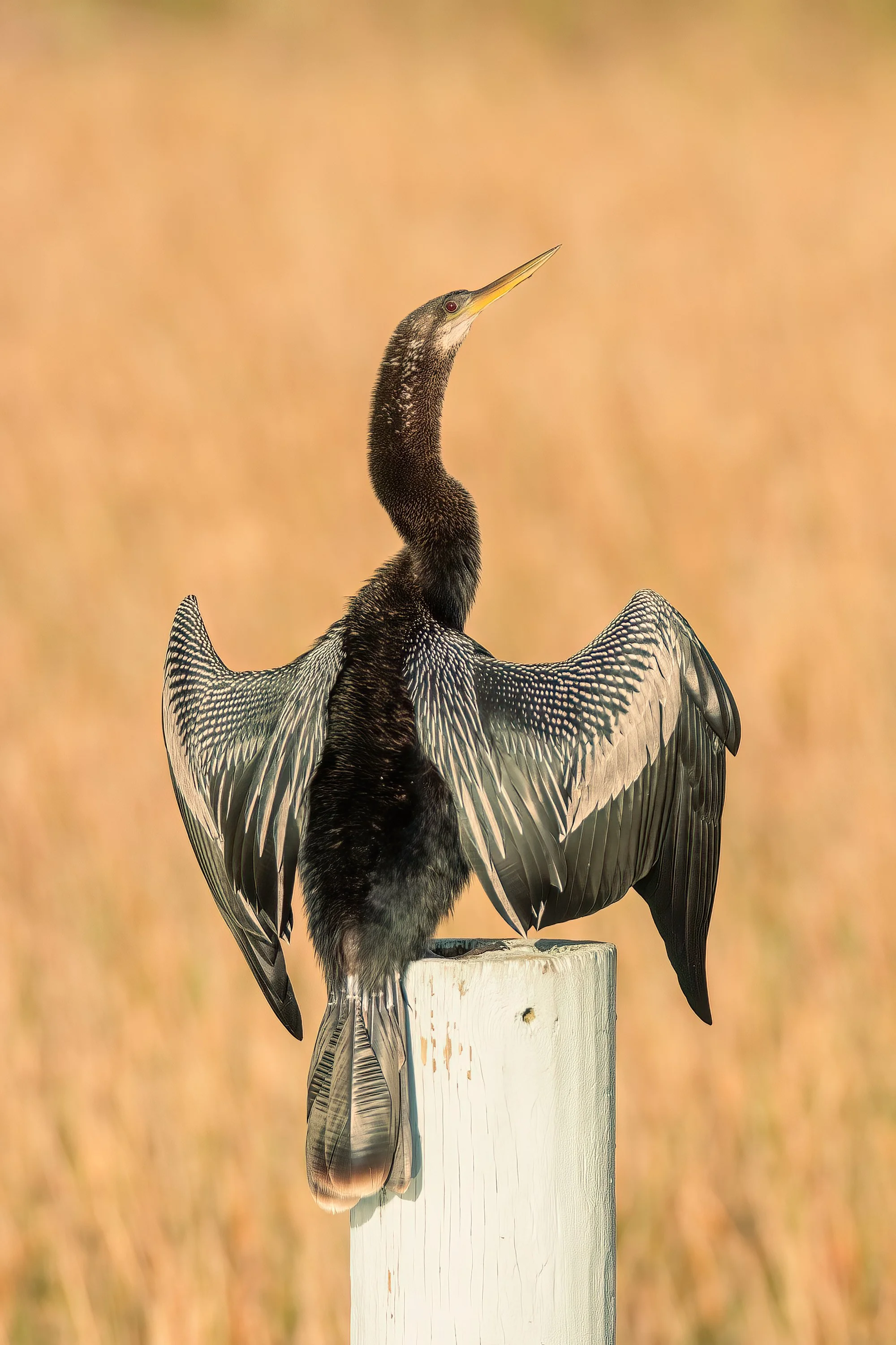 Anhinga.jpg