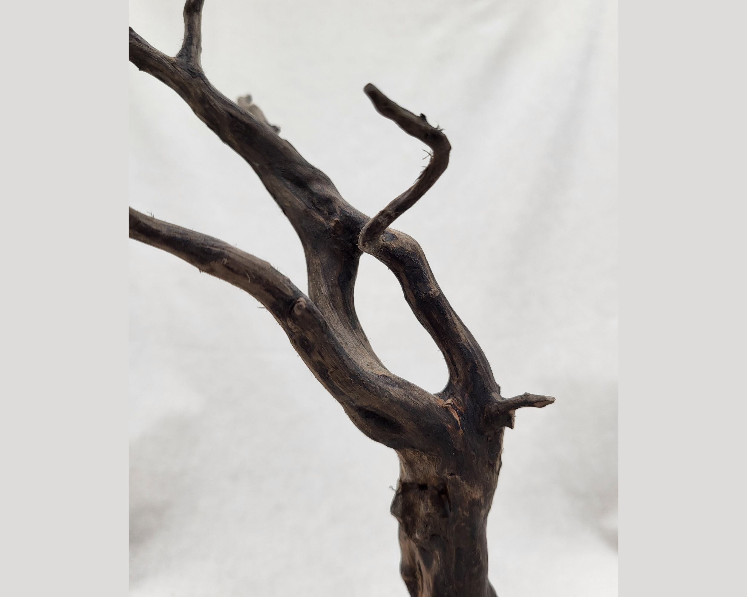 Close detail of the driftwood trunk on a claro walnut and driftwood sculpture by Treverk Woodturning, showing the weathered surface, natural opening through the trunk, and gnarled upper branches. Organic sculptural wood art.