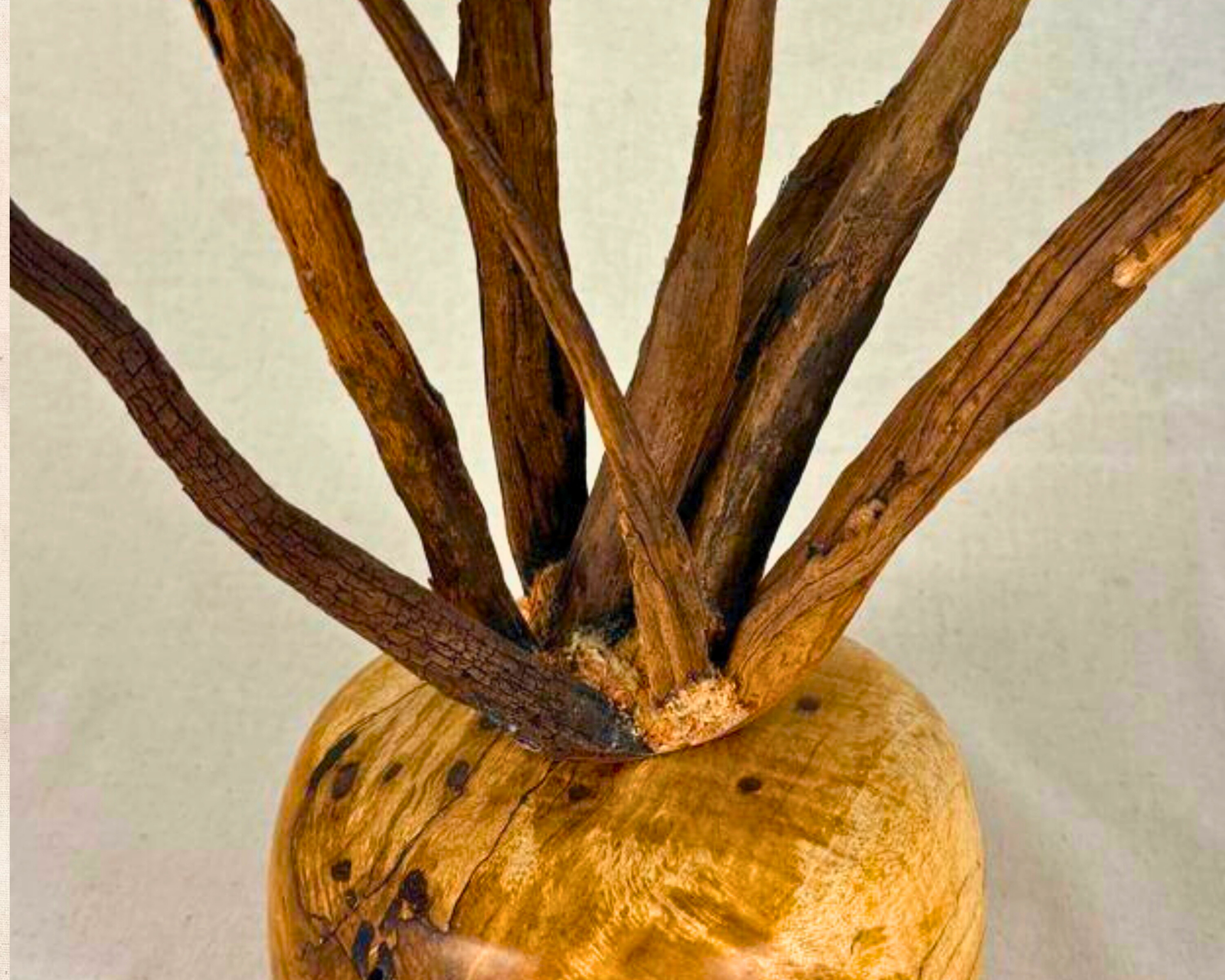 Close-up angle highlighting the driftwood cluster’s base and how it rises from the rounded maple burl form.