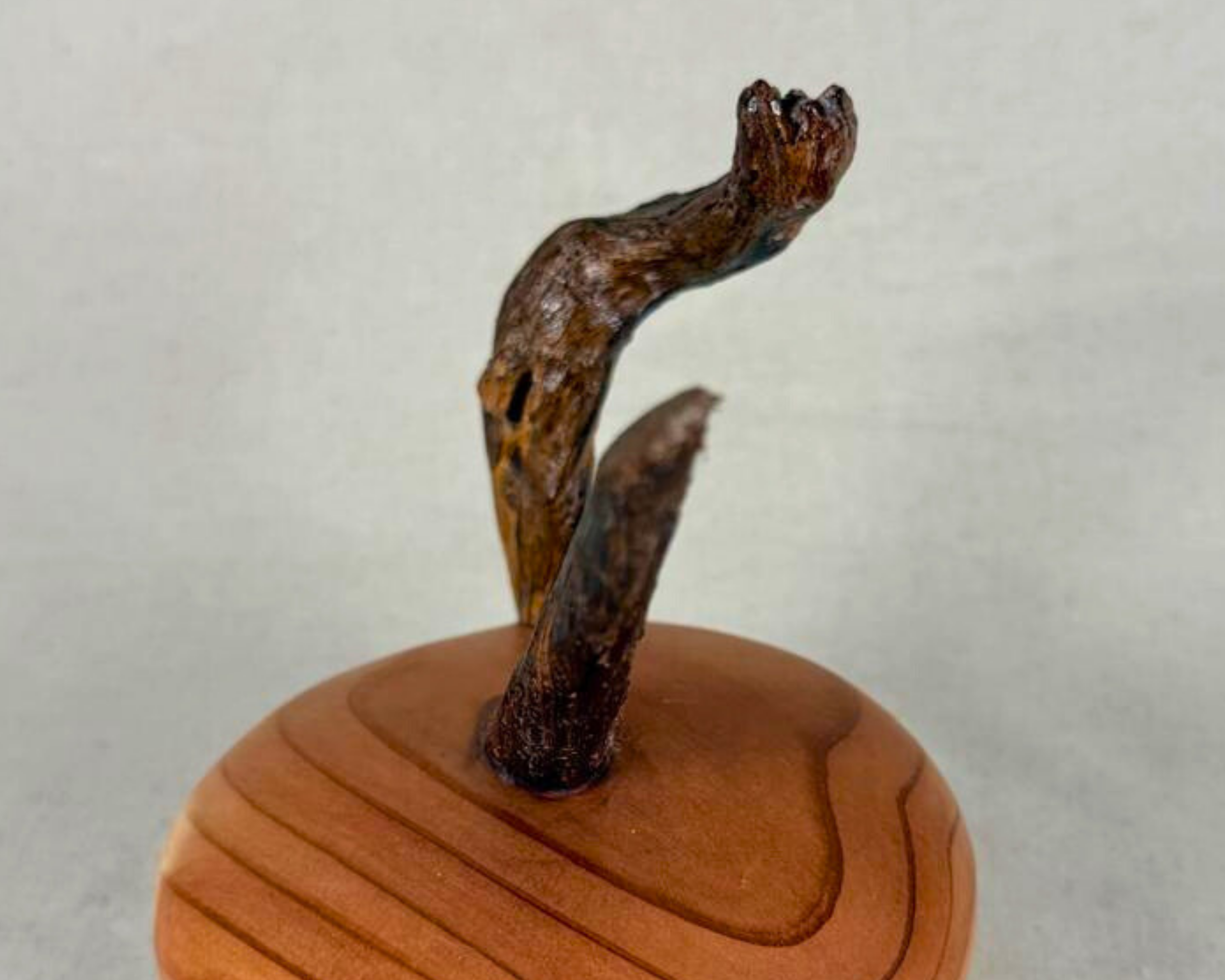 Close-up of weathered driftwood element rising from a turned sequoia base, showing organic texture and natural sculptural form in a celestial wood sculpture.