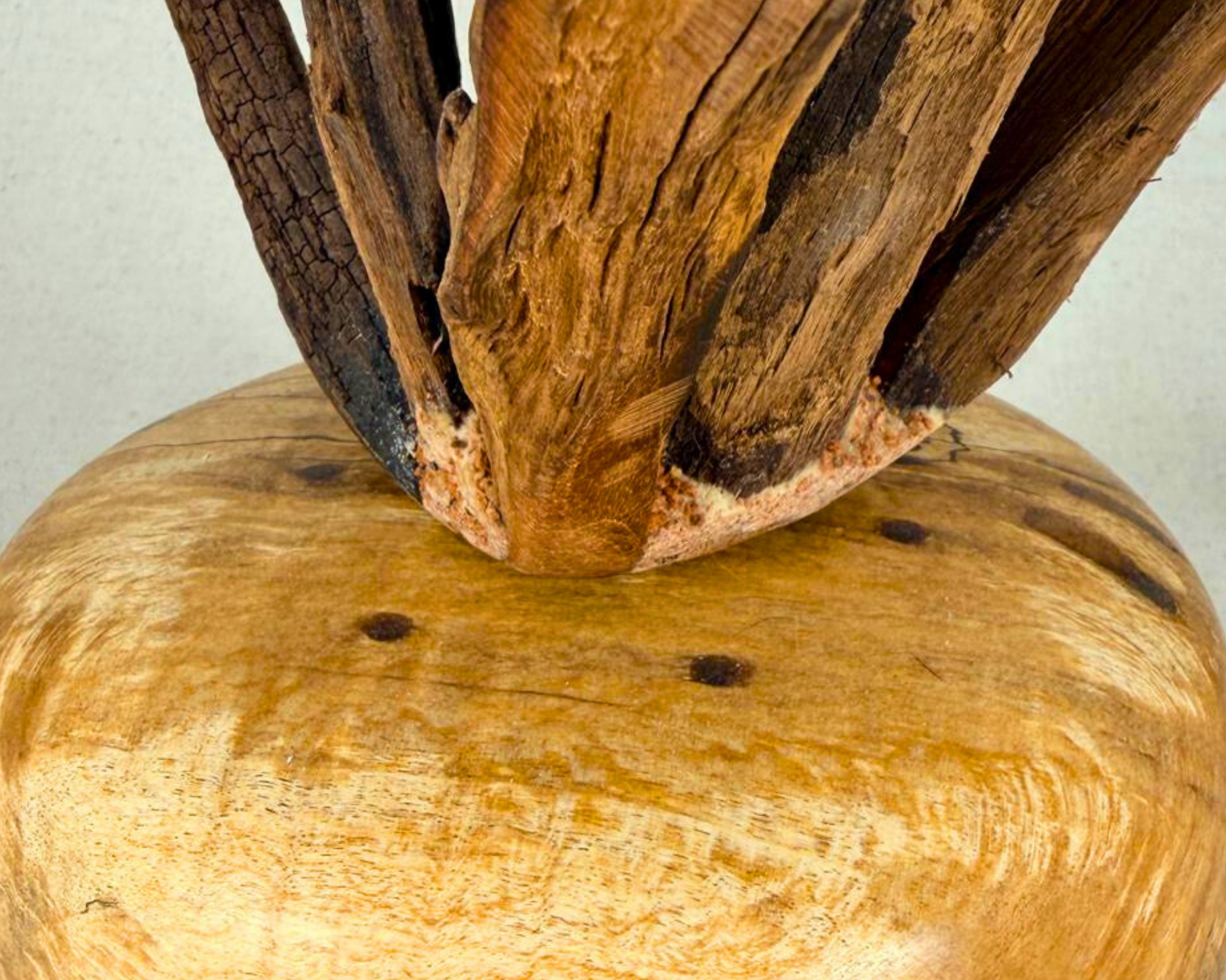 Tight close-up of the driftwood-to-burl connection area with visible natural textures and contrast between smooth wood and weathered branches.