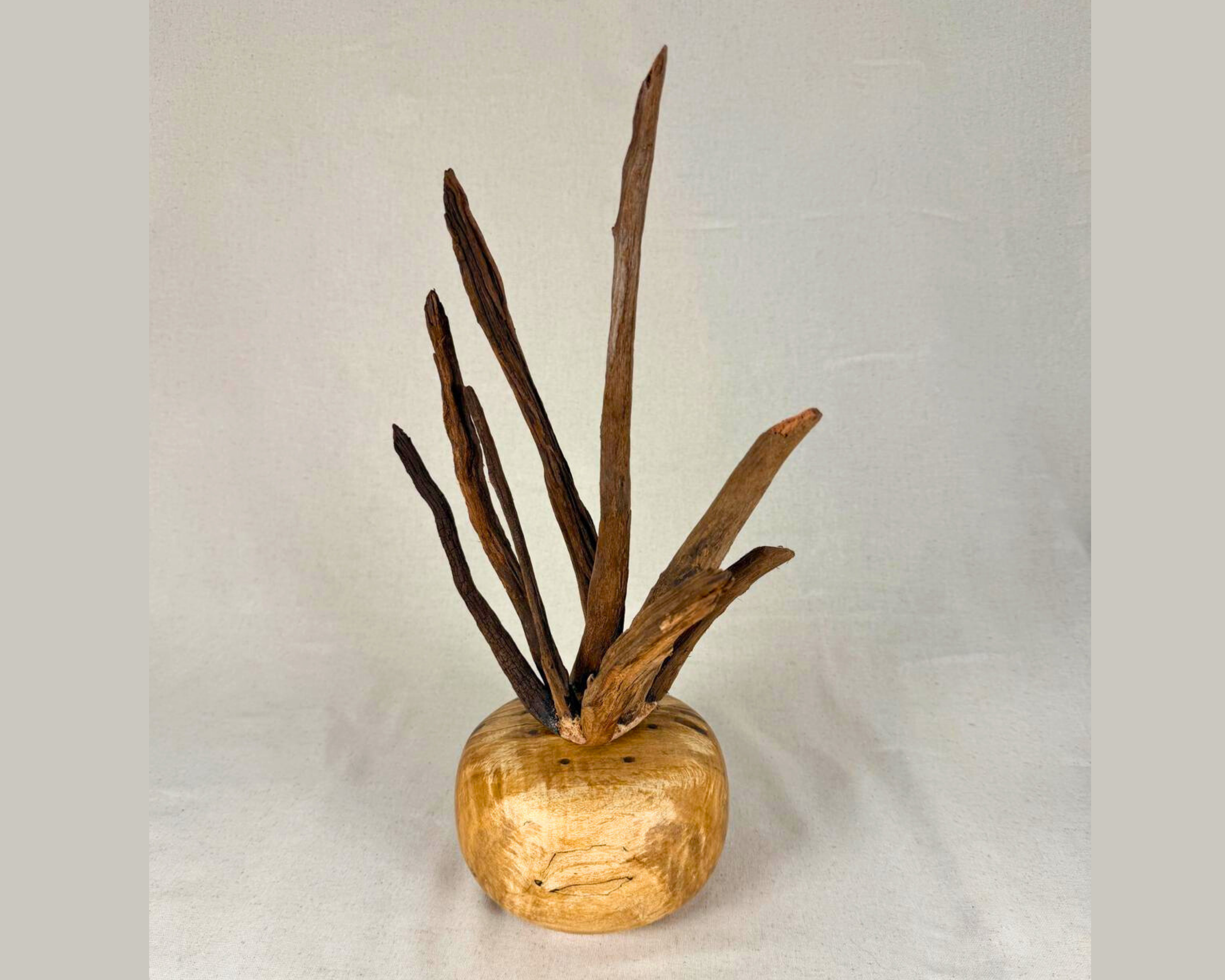 Full view of spalted maple burl base with tall branching driftwood rising upward against a neutral backdrop.