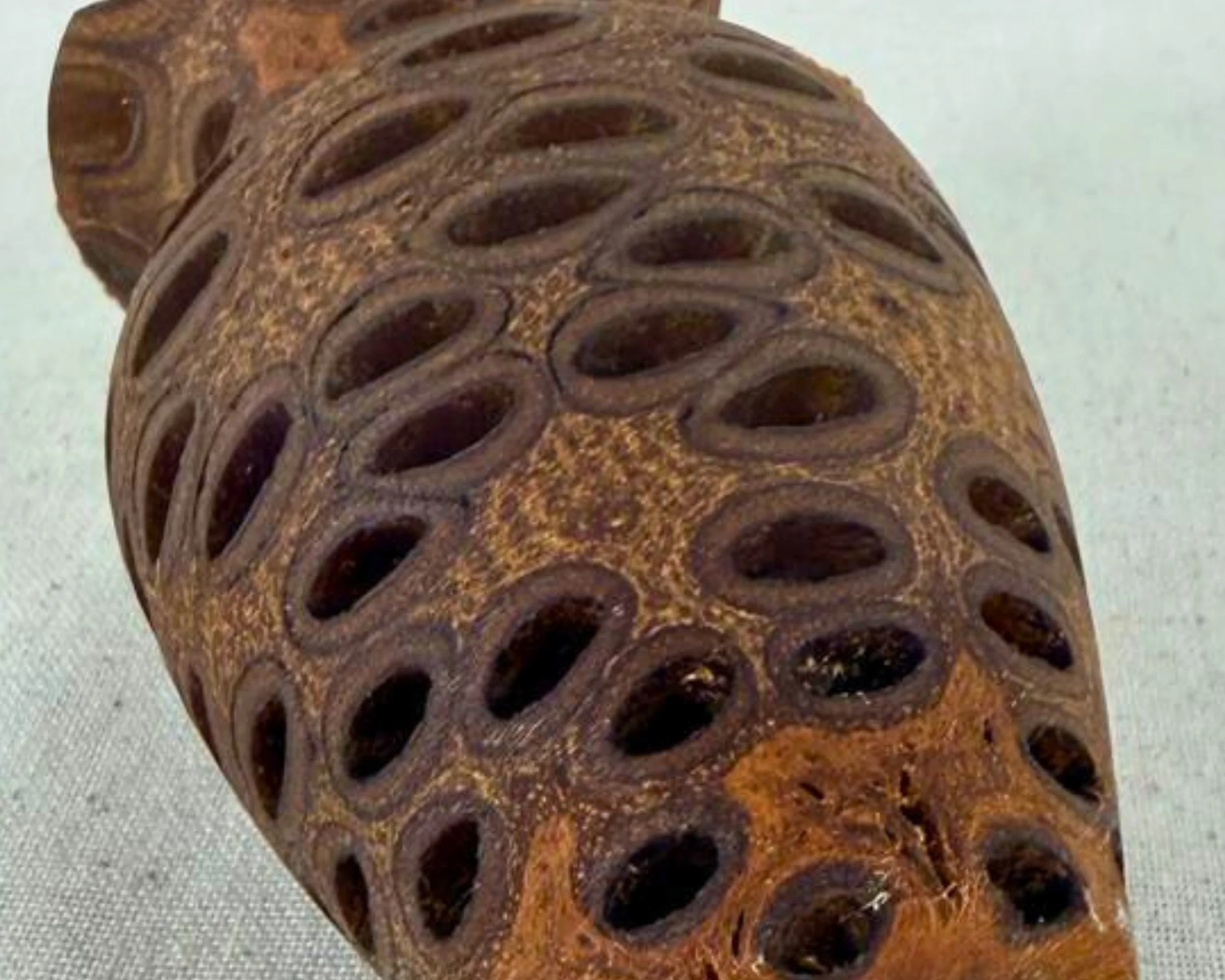 Close-up of banksia nut vase surface with oval openings and natural texture.