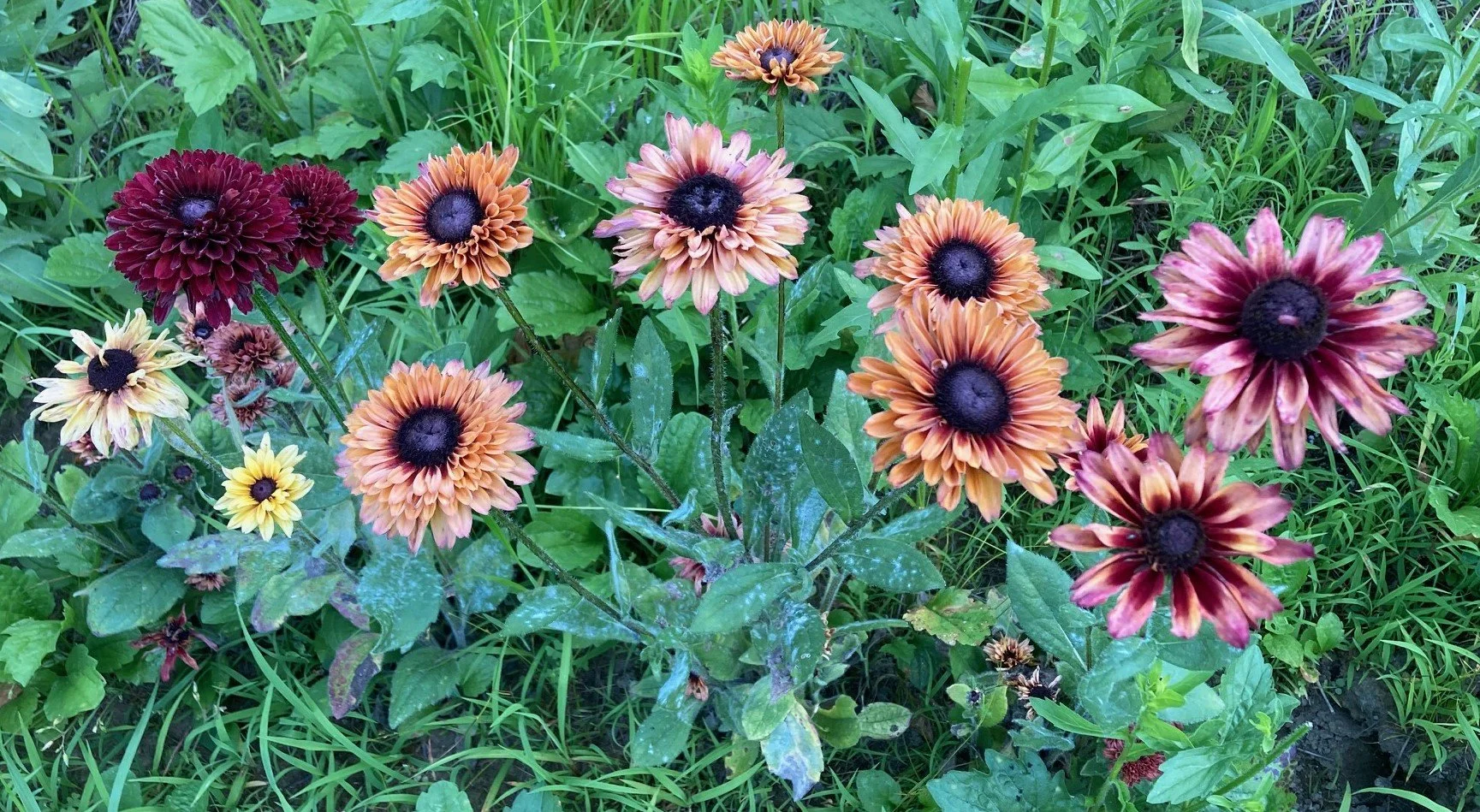 'Sahara host plants 1.jpg