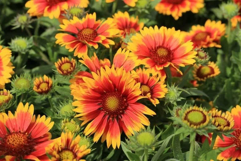 2566 Gaillardia 'Aristata'.webp