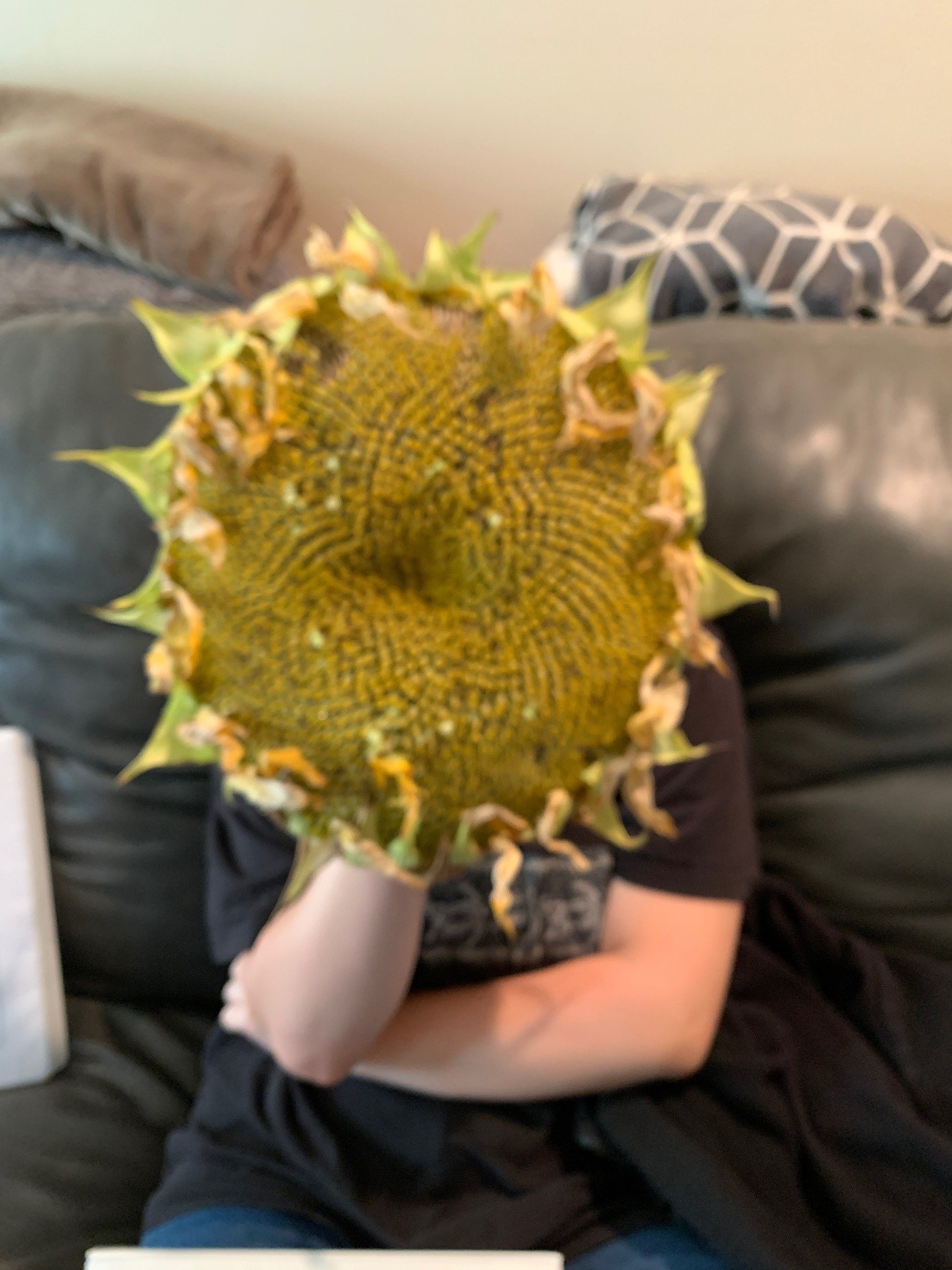 Medema large sunflower head.jpg