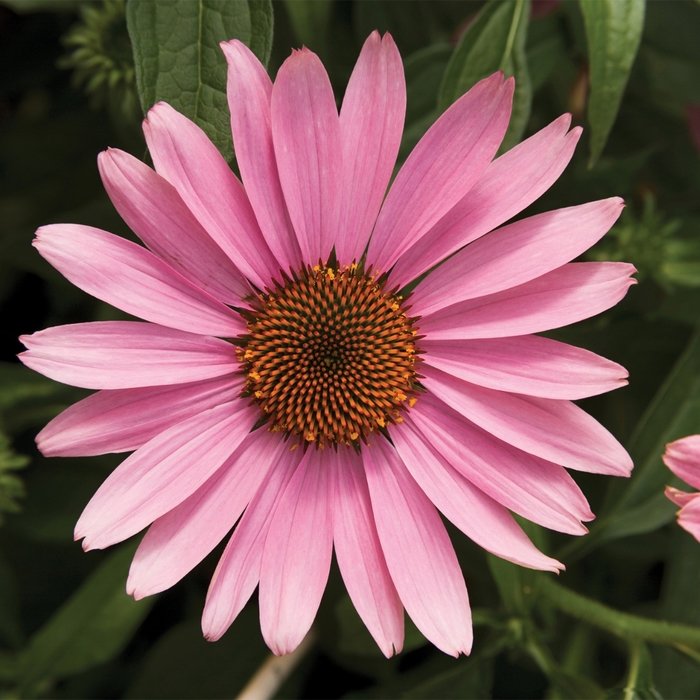 1536a Echinacea purpurea Prairie Splendor Deep Rose.jpg