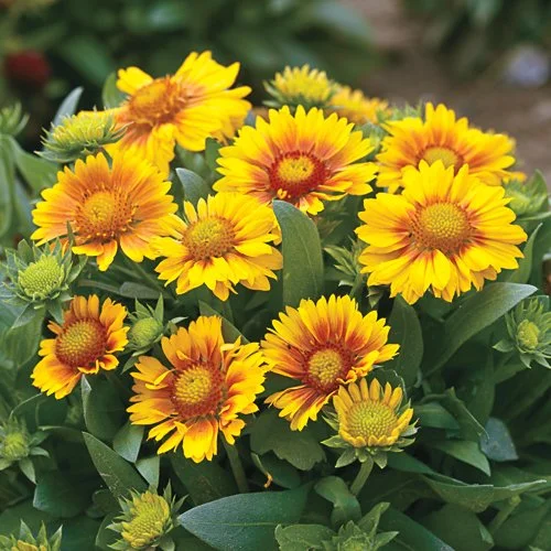 'Arizona Apricot' Perennial Blanket Flower