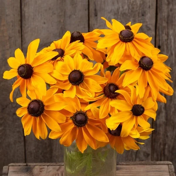 2340a Rudbeckia  Marmelade.jpg