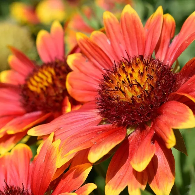2566b Gaillardia 'Aristata'.webp
