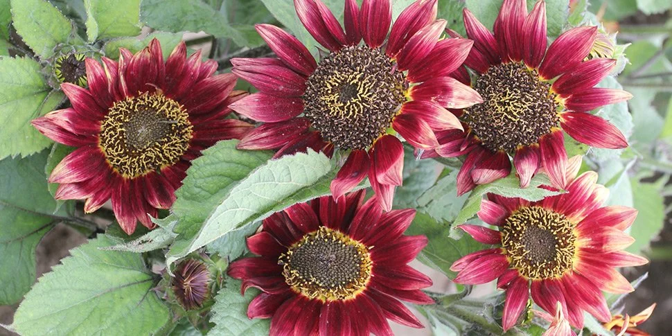 Firebrand--CLEARANCE