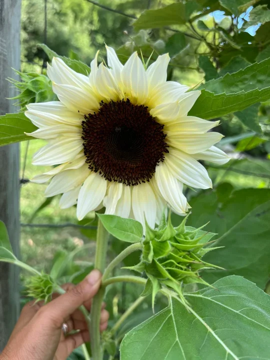 Moonshine--CLEARANCE