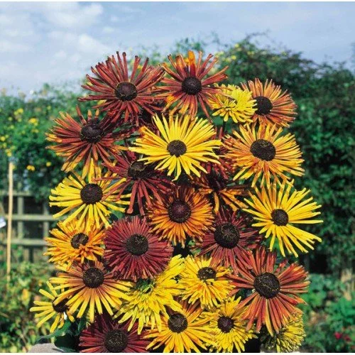 'Chim Chiminee' perennial Black-Eyed Susan