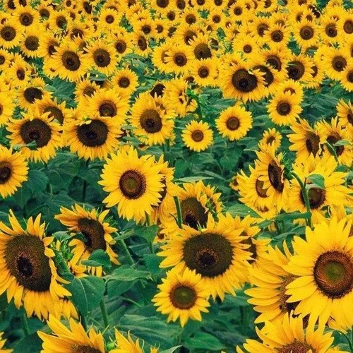 Pacino Cola--CLEARANCE