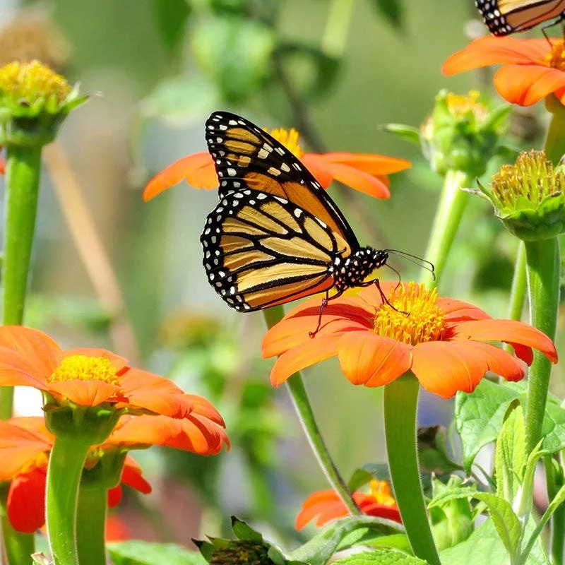 Mexican Sunflower--Orange