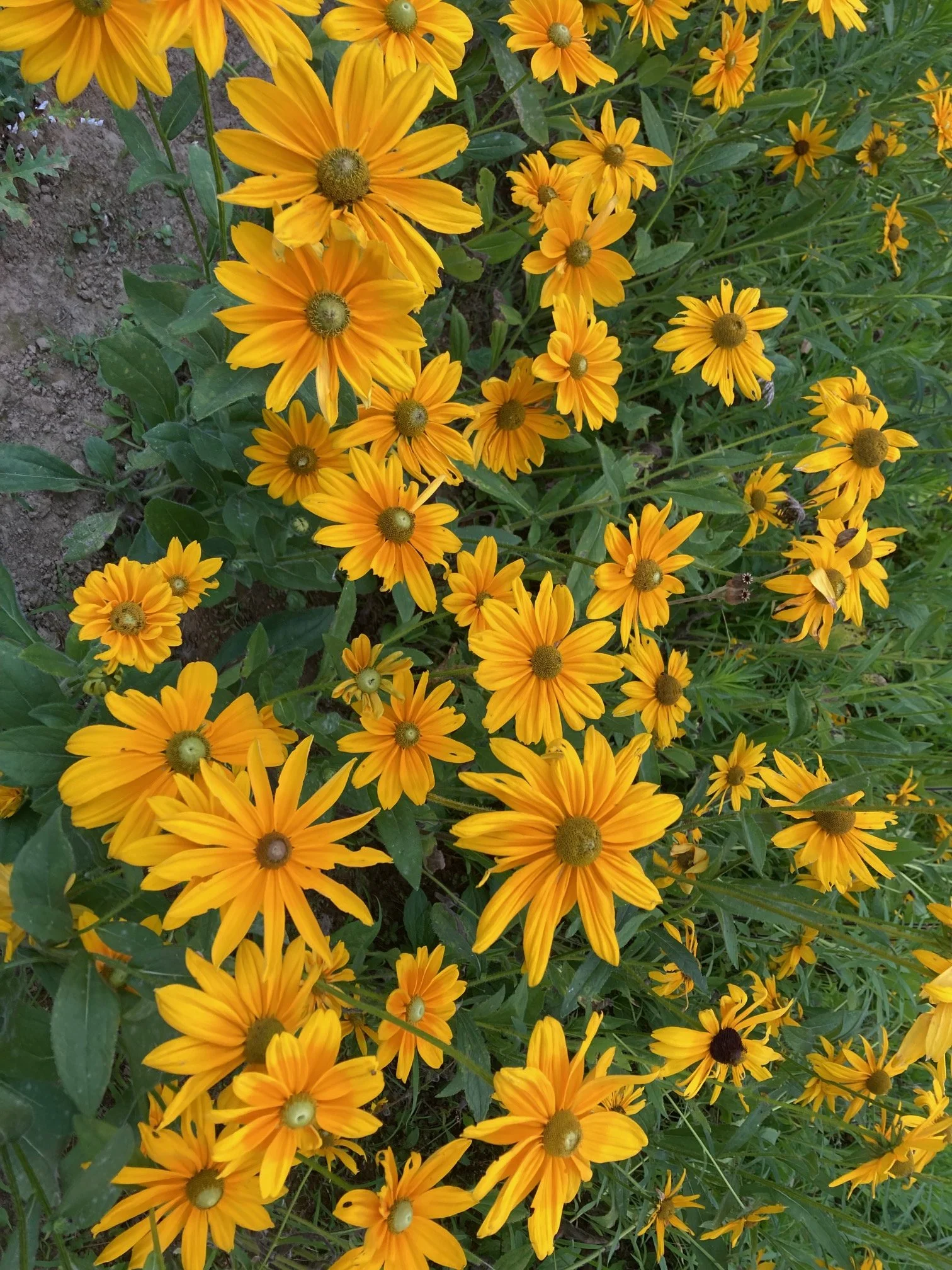 My 'Irish Eyes' 2.jpg