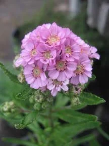 'Love Parade' Yarrow