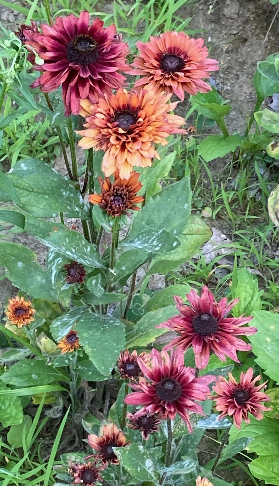 'Sahara' host plants 2.jpg