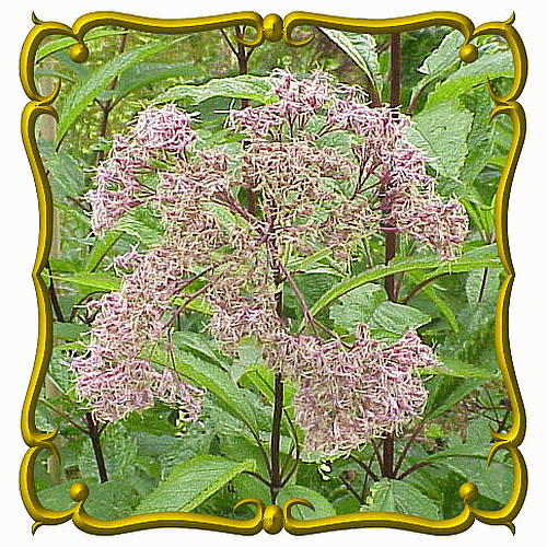 Joe Pye Weed