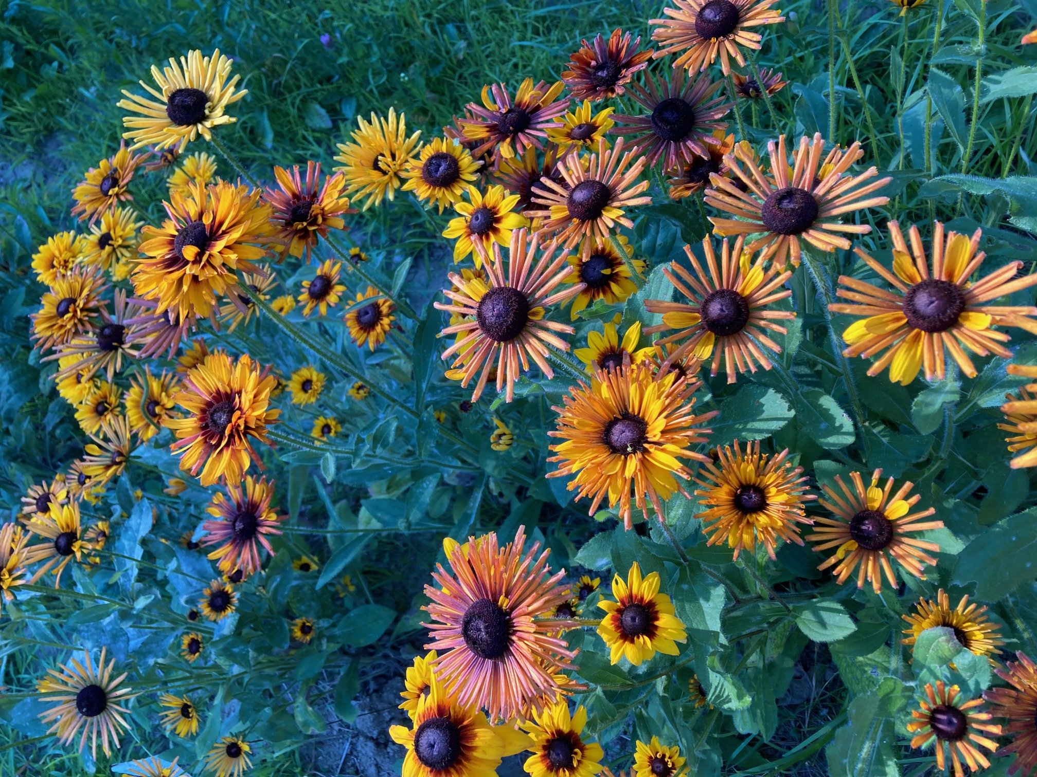 'Chim Chiminee' host plants 2.jpg