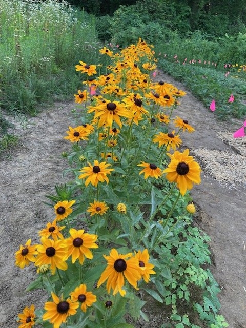 'Marmalede' Black-Eyed Susan