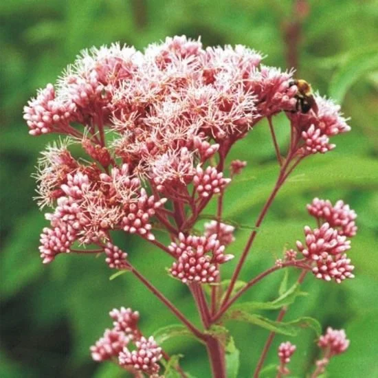 Joe Pye Weed 2.jpeg