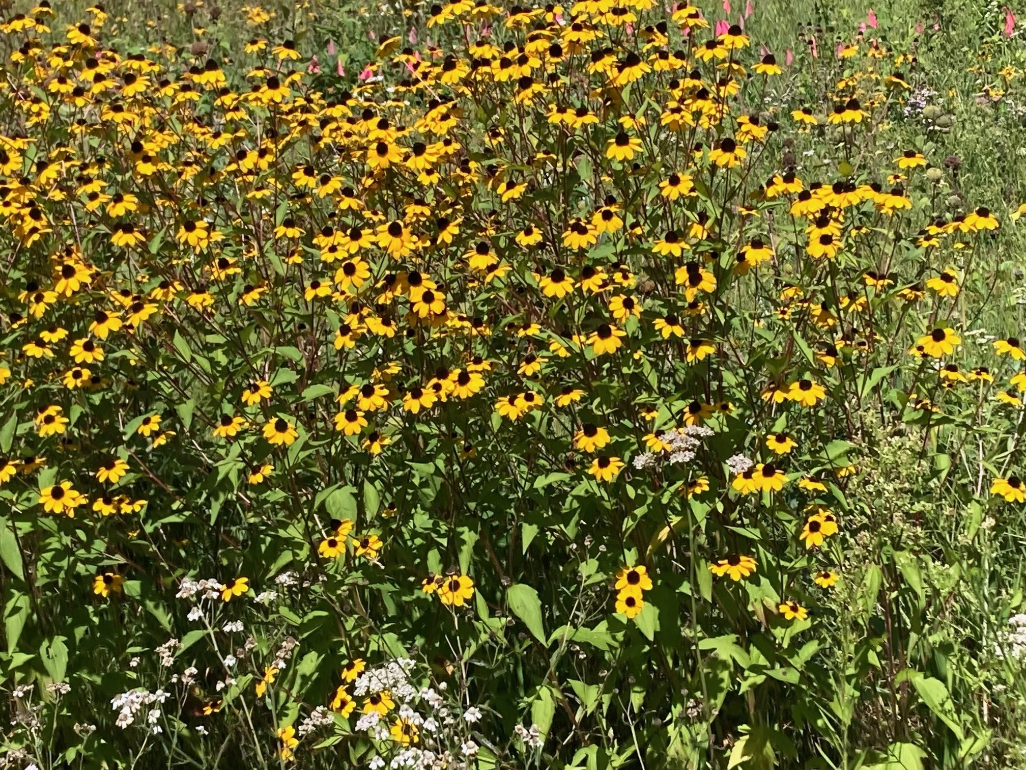 Rudbeckia triloba Filou 1.jpg