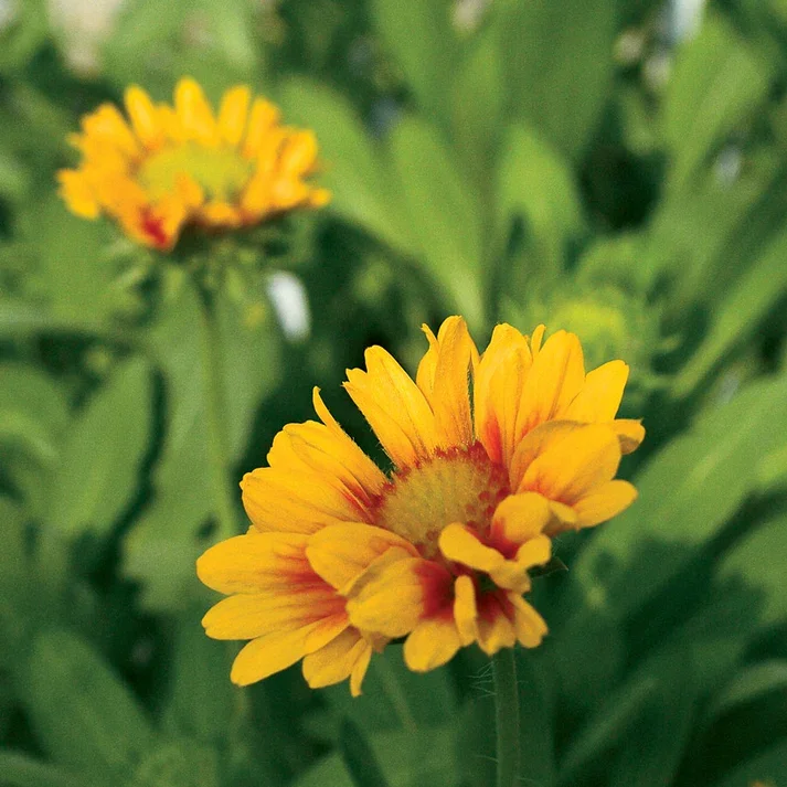 Gaillardia 'Arizona Apricot' 3.webp
