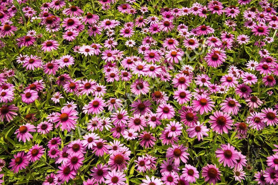 1536b Echinacea purpurea Prairie Splendor Deep Rose.jpg