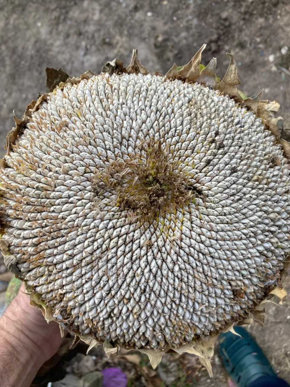 Sunflower seed head in Texas.jpg