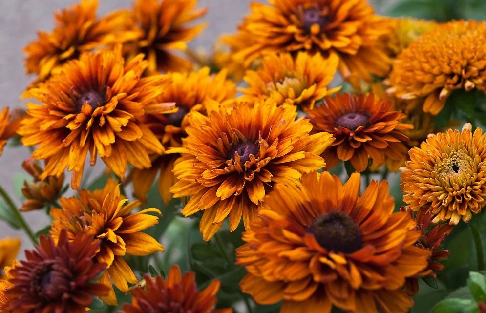 'Cherokee Sunset' Perennial Black-Eyed Susan