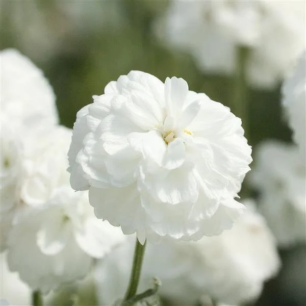 'Marshmallow' Yarrow