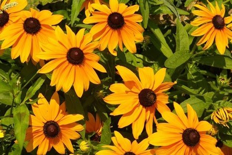 2340 Rudbeckia  Marmalade.jpg