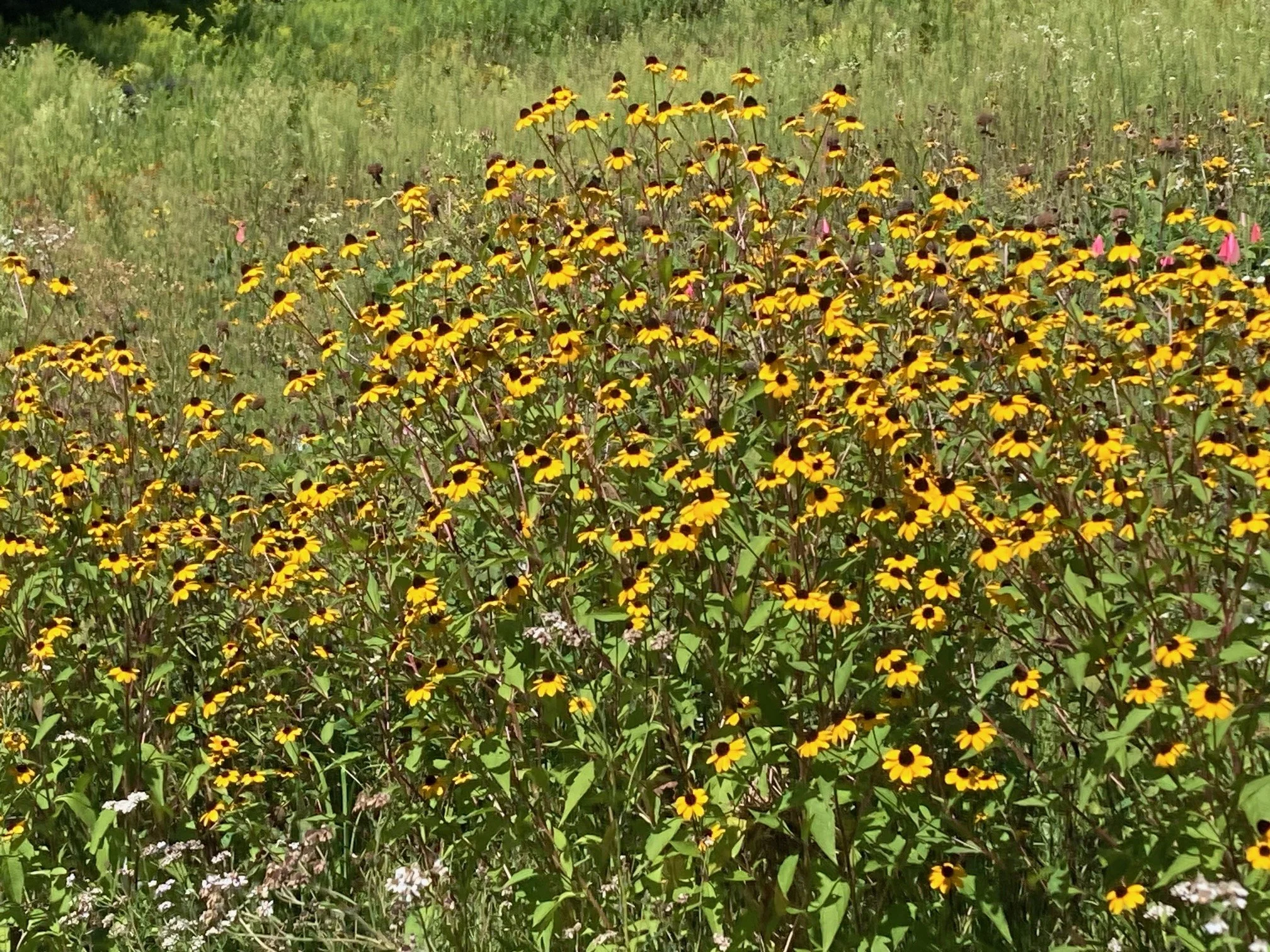 Rudbeckia triloba Filou 2.jpg