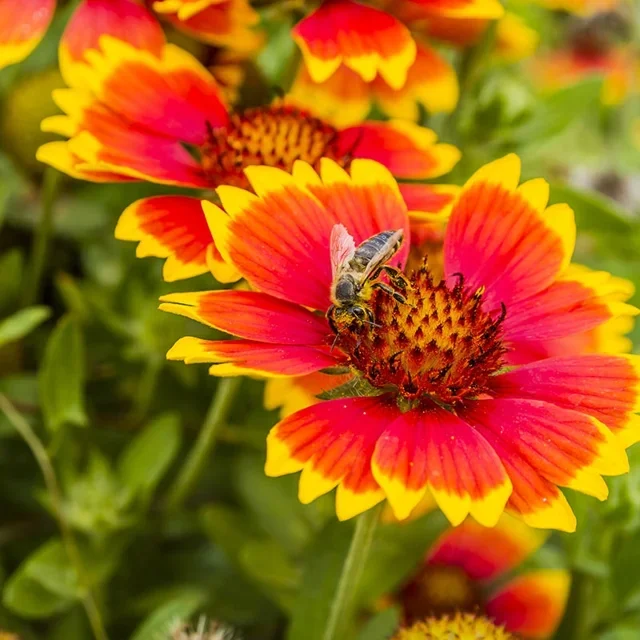 2566a Gaillardia 'Aristata'.webp