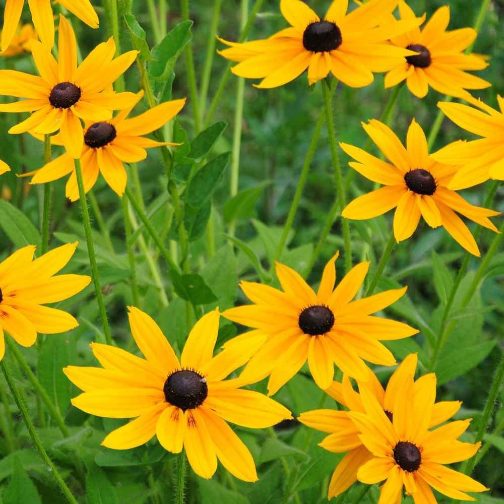 2340b Rudbeckia  Marmelade.jpg