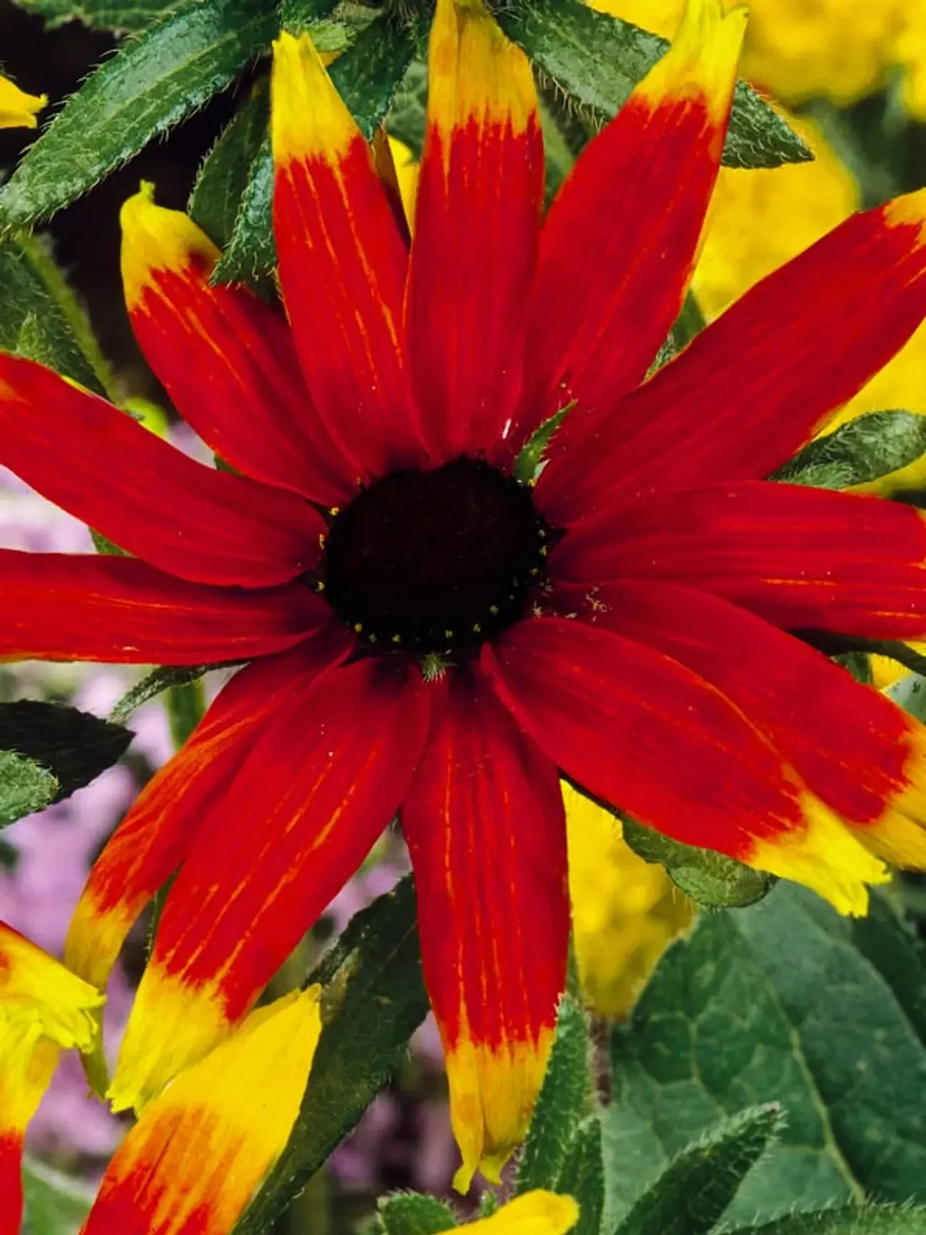 Sunflower Prairie Glow 3.webp